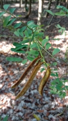 Tephrosia noctiflora