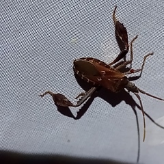 Leptoglossus crestalis