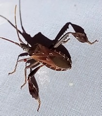 Leptoglossus crestalis