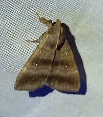 Rejectaria lysandria