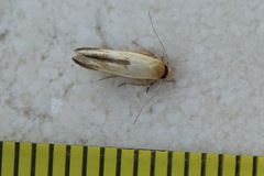 Stathmopoda liporrhoa