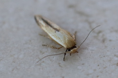 Stathmopoda liporrhoa