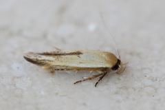 Stathmopoda liporrhoa