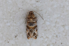 Lobesia transtrifera