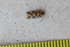 Lobesia transtrifera