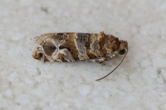 Lobesia transtrifera