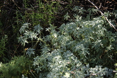 Geranium robustum