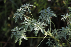 Geranium robustum