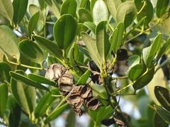 Ormosia emarginata