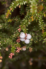 Trochocarpa cunninghamii