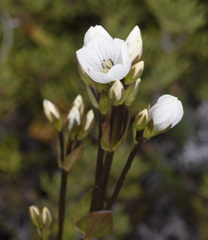 Gentianella diemensis