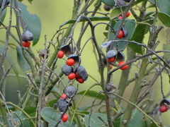 Ormosia semicastrata