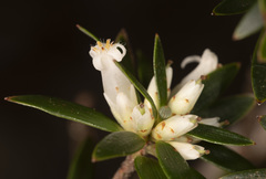 Cyathodes straminea