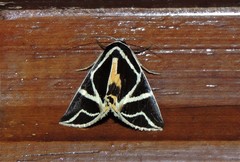 Agamana sarmentosa