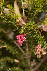 Trochocarpa cunninghamii