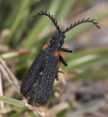 Metriorrhynchus simsoni
