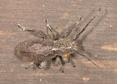 Dorcadida bilocularis