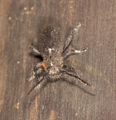 Dorcadida bilocularis