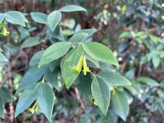 Wikstroemia nutans