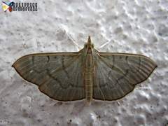 Poliobotys ablactalis