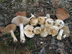 Hebeloma eburneum