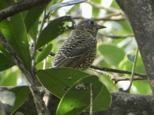 White-throated Rock Thrush (Monticola gularis), photo 8