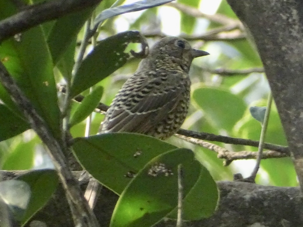 White-throated Rock Thrush