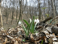 Galanthus alpinus
