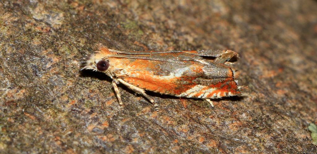 Ancylis erythrana