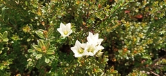 Gentianella pleurogynoides