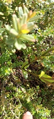 Gentianella pleurogynoides