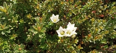 Gentianella pleurogynoides