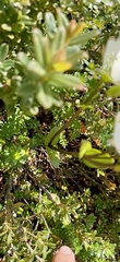 Gentianella pleurogynoides