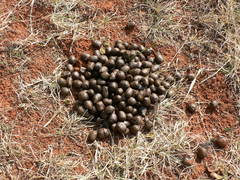 Alcelaphus buselaphus caama