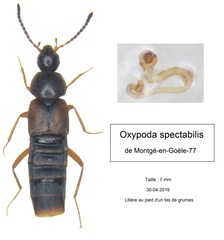Oxypoda spectabilis