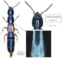 Othius punctulatus