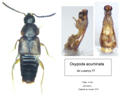Oxypoda acuminata