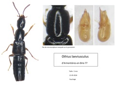 Othius laeviusculus