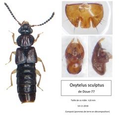 Oxytelus sculptus
