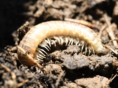 Xystocheir dissecta dissecta