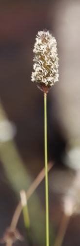 Big Thimble Grass (Fingerhuthia sesleriiformis)