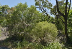 Acacia leptostachya