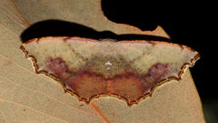 Epicompsa xanthocrossa