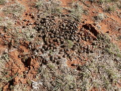 Alcelaphus buselaphus caama