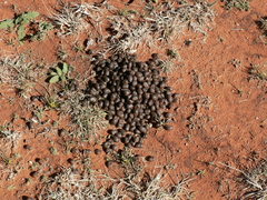 Alcelaphus buselaphus caama