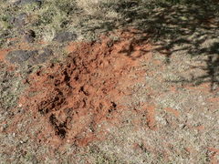 Alcelaphus buselaphus caama