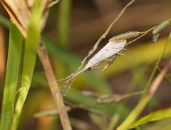 Asmicridea edwardsii