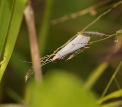 Asmicridea edwardsii