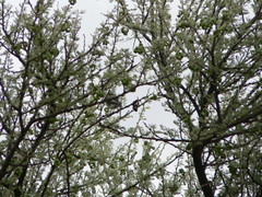 Batis pririt affinis