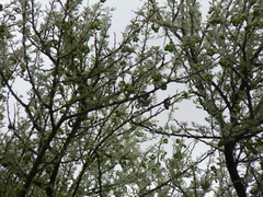 Batis pririt affinis